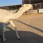 رمانيه مفروده
