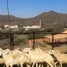غنم مقاني