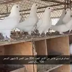 حمام فرنسي طبات بداية انتاج