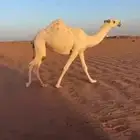 بكره لقيه جدها النايف