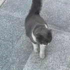 تبني قط مفقود وعليه سلسال برقبتو حق بيت