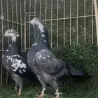 حمام باكستاني تيدي شينا