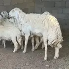 طلي حرش فحل مشروط
