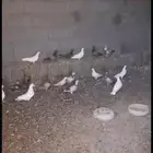 حمام للبيع أكثر من 20 جوز