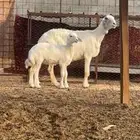 خلفه حريه جرم ناهي