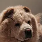 كلب تشاو للبيع
