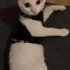 قط انثى تبني مؤقت