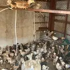 صيصان دجاج بلدي