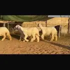 عرض بيع جذعات عيسيات