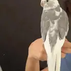 كروان اليف وهدد ومتكلم