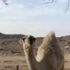 للبيع قعودين نوادر  .