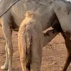 حاشي قصب على حليب امه