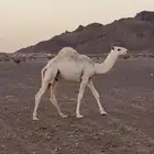 قعود