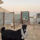 ثلاث تيوس مشاريع فحول