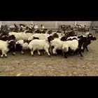 غنم نعيم مطافيل مراح
