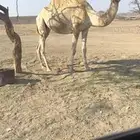 ناقه حرة المليحا السهيلي