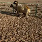 فحل نعيم صنف