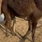 بكره من تحت امه للبيع شي كفو
