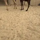 للبيع قعود على طويق العالمي .