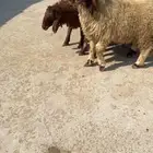 ذبايح نعيم و عرب