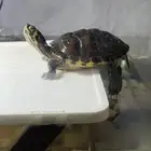 سلاحفه للبيع