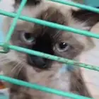 قطه هملايا مع اولادها