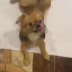 كلب شيوواوا شعر طويل للبيع
