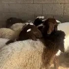 بهم نعيم ((تم البيع))