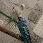 بادجي مع فروخ