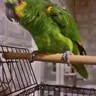 للبيغ بغباء امازون