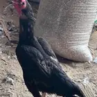 دجاجه باكستاني