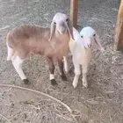 دواغير طيبه