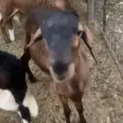 طليان سواكن مرابي