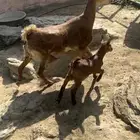 شاه جرم ومد ماشاء الله تبارك الله تحتها ذكر