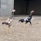ديوك مكس شامو