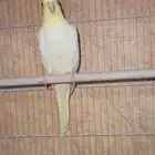 انث كروان