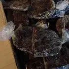 تمور للحلال