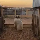 خروف نعيمي فاخر