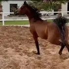 افراس كفو للبيع