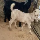 عنز متبع نظيفه سليمه