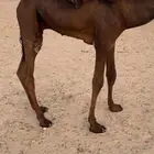 قعود قصب سمين الموقع يبرين