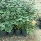 أكاسيا جلوكيا