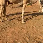 للبيع رحول طوع هجن