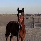 للبيع مهره شعبيه