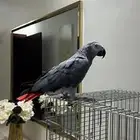 بغبغاء كاسكو