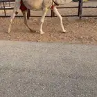 خلفه بايع بنتها امس