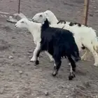 ضان حبص ول د