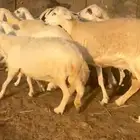 19راس ضان مقاني