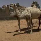 نياق شقح ضرايب
