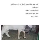 للبيع تيس شامي